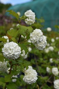 Snowball Tree